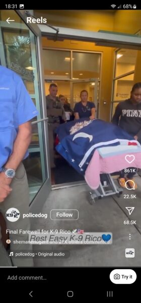 Deceased Dog Draped by US and SC flags